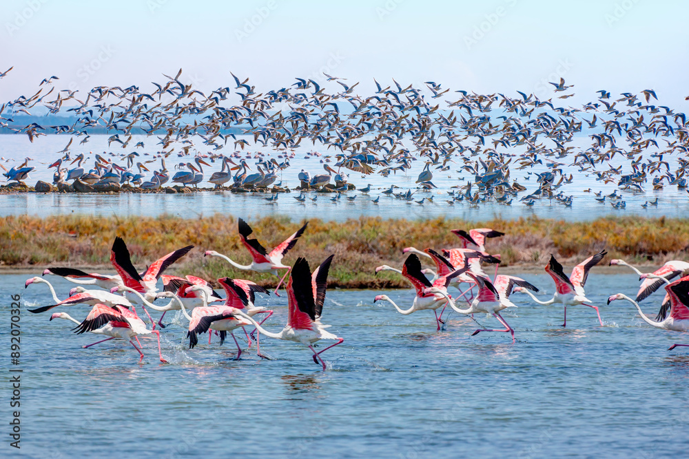 Fototapeta premium Manyas Bird Paradise National Park - Balikesir, Turkey