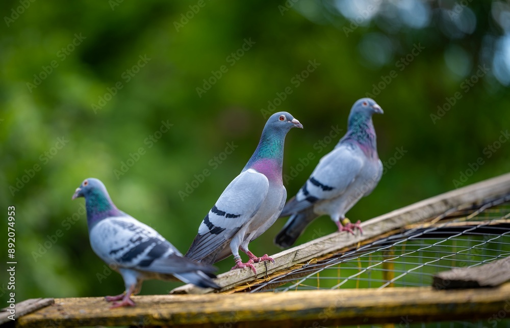 Pigeons perched on a wooden structure with a blurred green background Pigeons perched on a wooden structure with a blurred green background