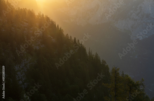 Coniferous trees in Alps mountain valley at sunrise gold light. Landscape background, Austria photo