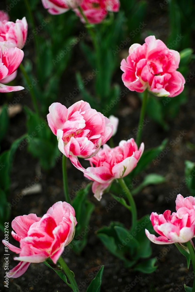 Φωτογραφία Close-up of vibrant pink tulips blooming in a garden with green foliage