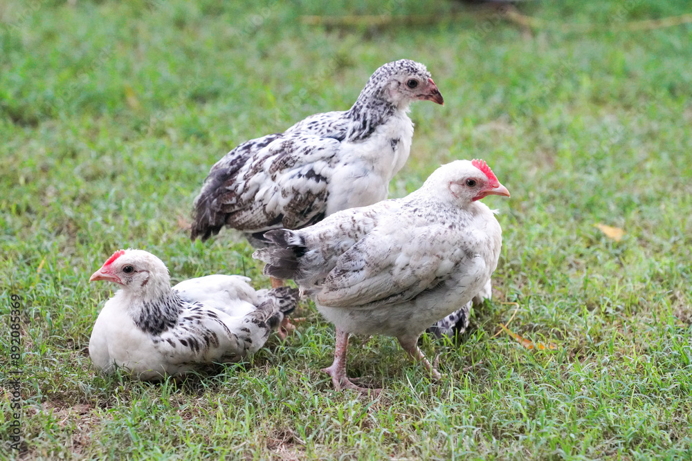 baby chickens are resting on the grass baby chickens are resting on the grass