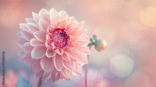 Soft romance dahlia flower in a sweet pastel-toned background, perfect for Valentine's Day and wedding card designs. This gentle palette enhances the romantic theme with its delicate hues.