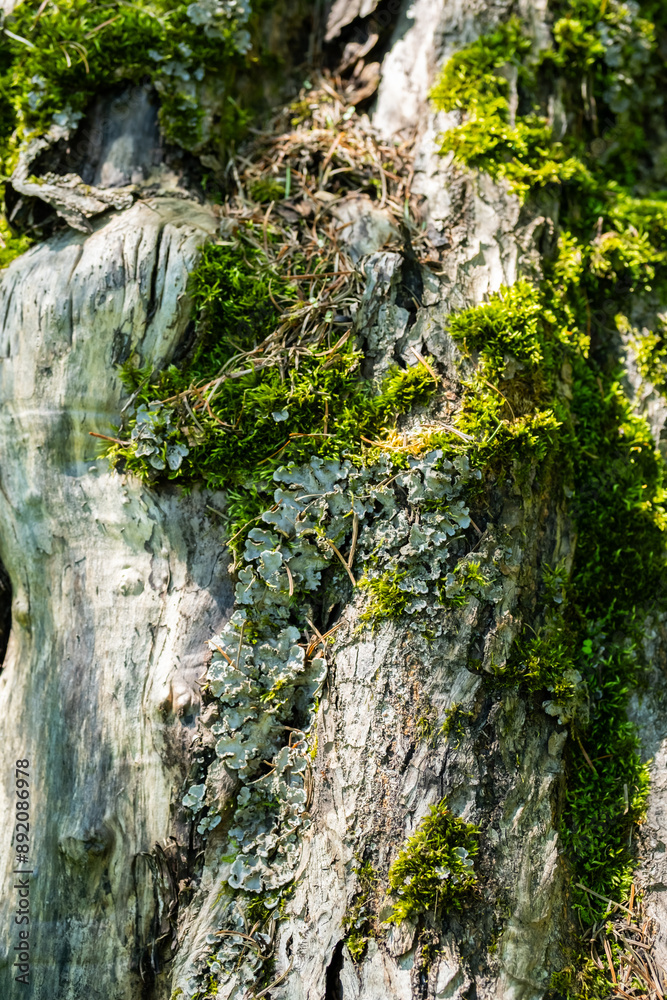 Tree bark texture covered with moss and lichens. Tree bark texture covered with moss and lichens.