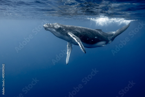 Young Humpack Whale Playing underwater High Quality photo
