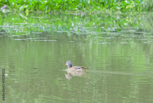 ducks on the lake