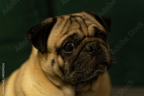 portrait of a pug