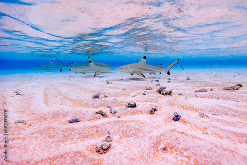 Black tip Sharks on pink beach underwater Splitshot