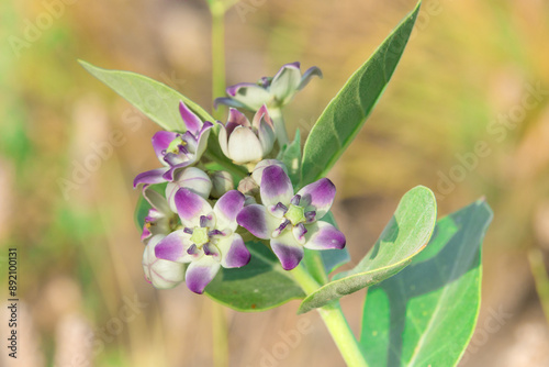 A Detailed Close-Up Image Showcasing Beautiful Purple and White Flowers Blooming on a Vibrant Green Stem