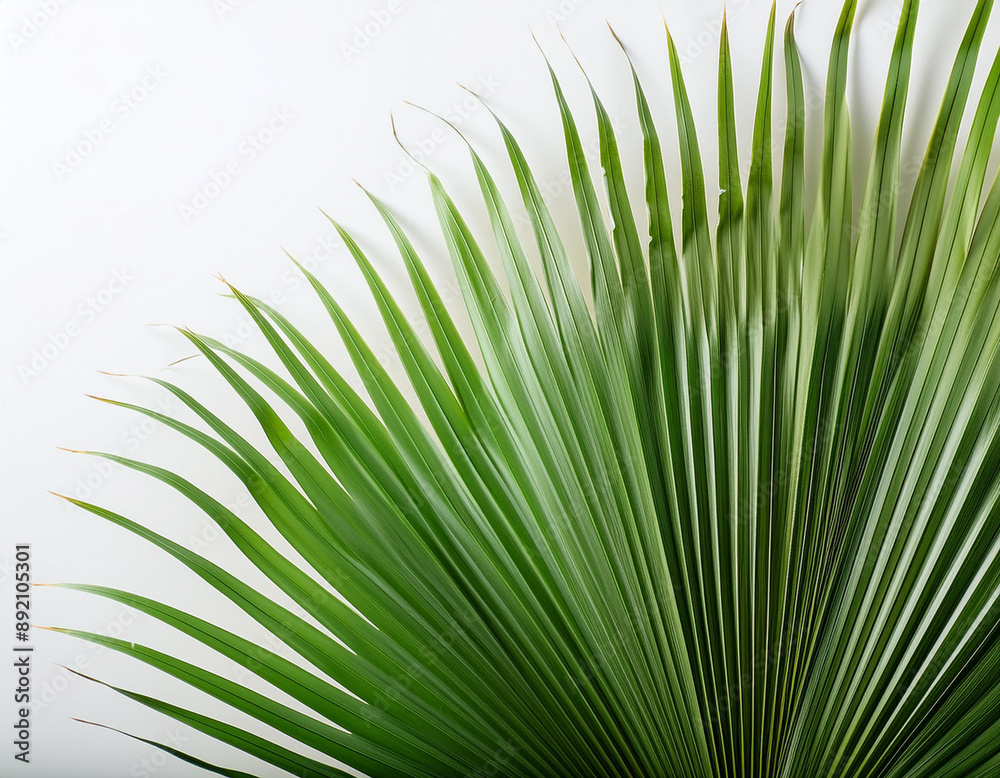 Obraz premium Close-Up of Palm Fronds with Intricate Details on White Background