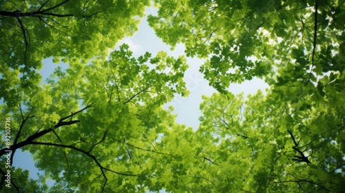 Green tree canopy in full bloom, viewed from beneath on a clear day photo