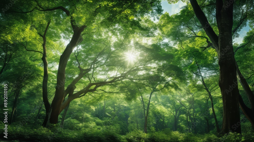 Looking up at a grove of green trees with light streaming through the foliage Looking up at a grove of green trees with light streaming through the foliage