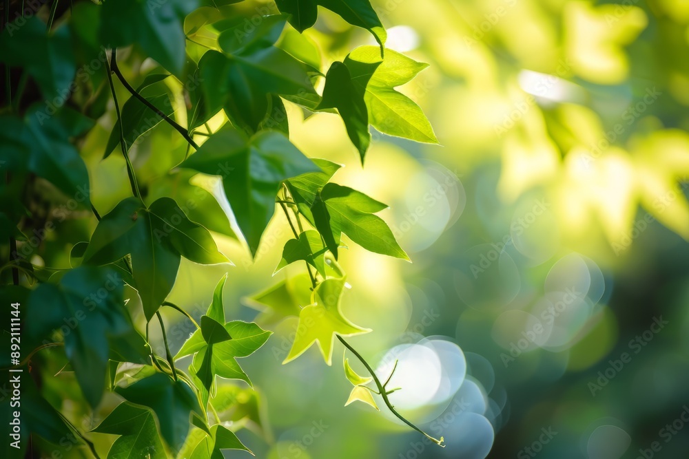 Green leaves and branches bathed in sunlight with a blurred nature background. Suitable for environmental and naturethemed designs and projects Green leaves and branches bathed in sunlight with a blurred nature background. Suitable for environmental and naturethemed designs and projects