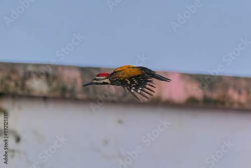 Black-rumped flameback woodepecker photo