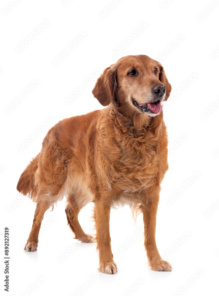Golden retriever in studio