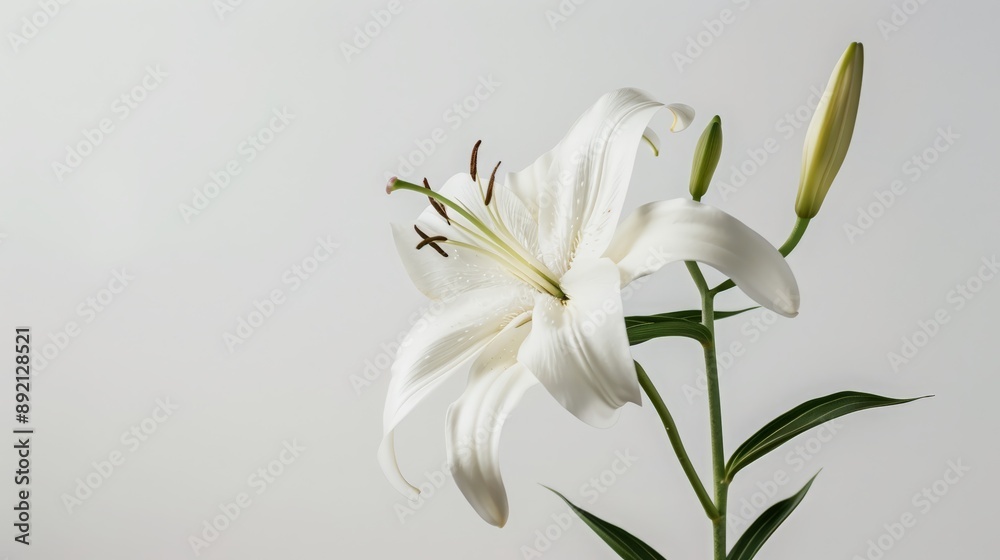 White Lily with Delicate Buds
