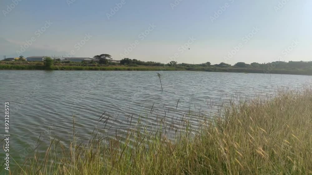 A big fish pond view with tall grass blow by wind during sunny day A big fish pond view with tall grass blow by wind during sunny day