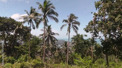 Wallpaper Mural Green palms in tropical forest on island surrounded by ocean island nature hot temperatures. Island in ocean with green palms in tropical forest island scenery tropical settings and warm climate. Torontodigital.ca