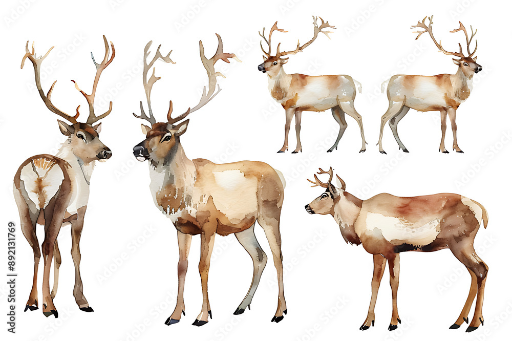 Naklejka premium Watercolor painting realistic Set reindeer on white background. Clipping path included.