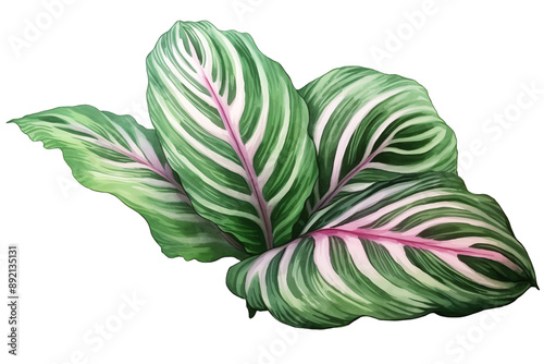 Vibrant green and pink calathea leaves artistically arranged, showcasing natural beauty and intricate leaf patterns. photo