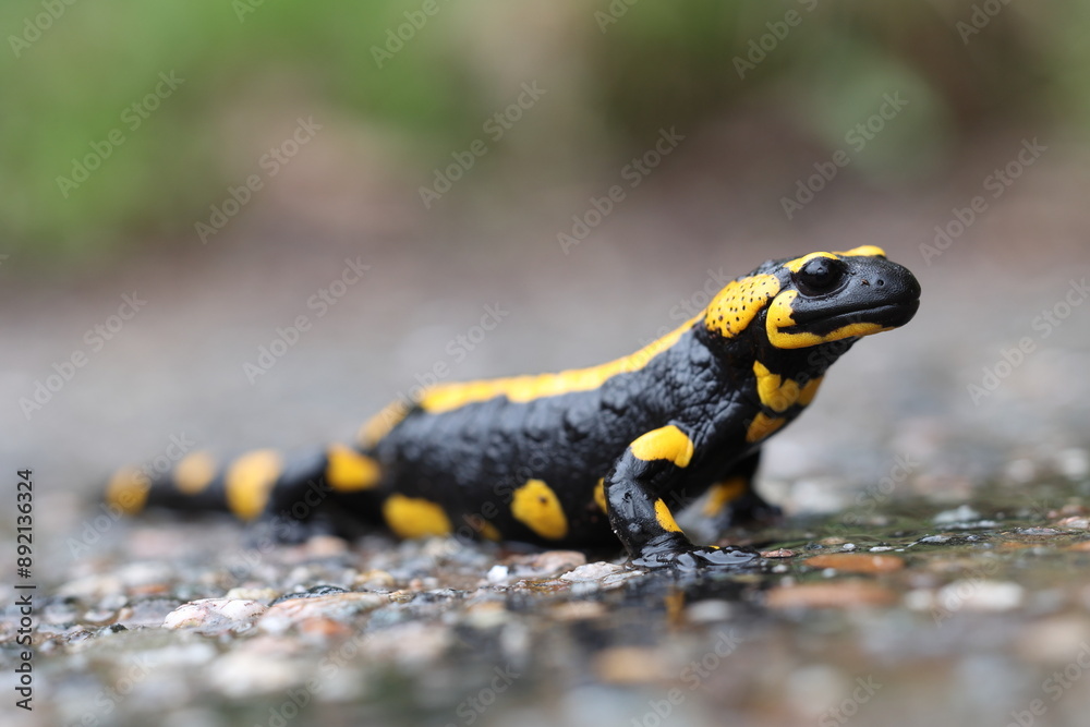 European fire salamander in daylight on a rainy day European fire salamander in daylight on a rainy day
