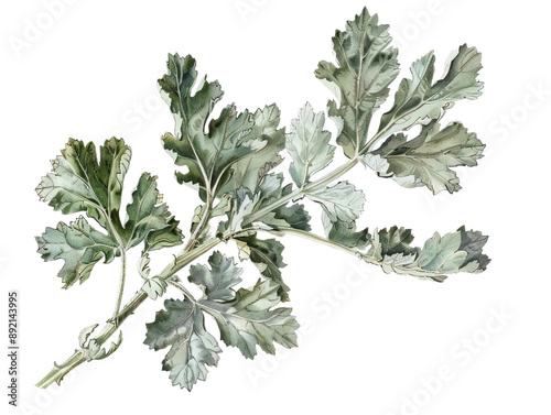 dusty miller isolated on the white background