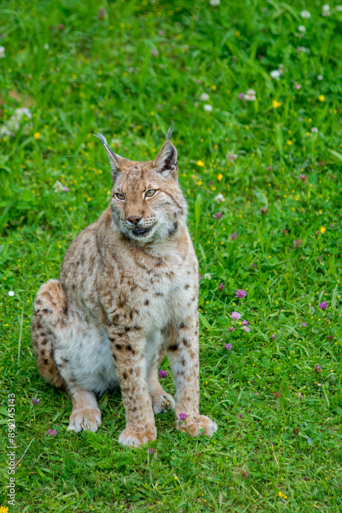 Fototapeta premium Iberian lynx (Lynx pardinus), lince ibérico