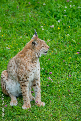 Photography Iberian lynx (Lynx pardinus), lince ibérico
