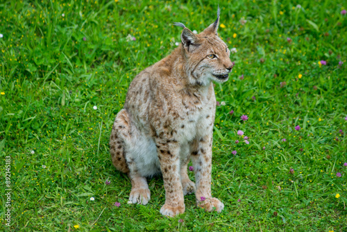Photography Iberian lynx (Lynx pardinus), lince ibérico