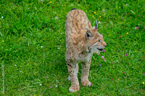 Photography Iberian lynx (Lynx pardinus), lince ibérico
