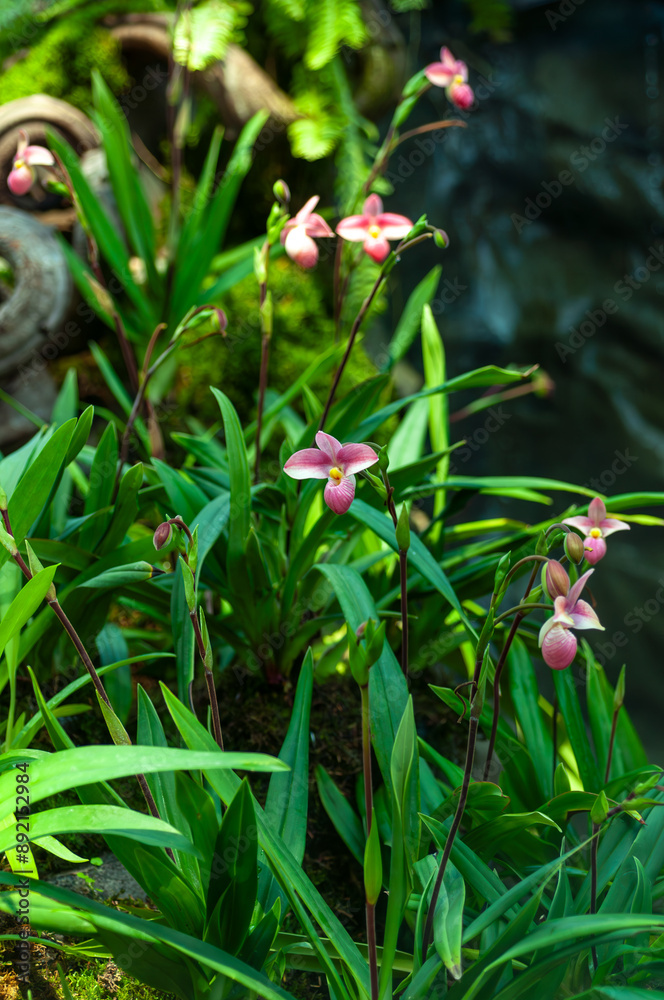 Close-up of a Phragmipedium orchid in full bloom with lush green leaves in the background. The delicate petals are highlighted in a natural light. Gardening, horticulture, and nature theme. Close-up of a Phragmipedium orchid in full bloom with lush green leaves in the background. The delicate petals are highlighted in a natural light. Gardening, horticulture, and nature theme.