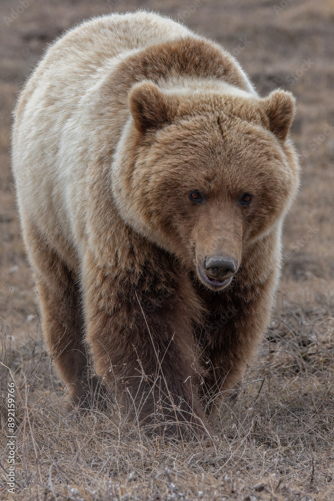 Fototapeta premium Grizzly Bear, Alaska