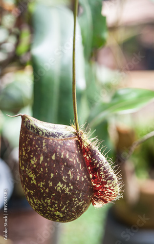 Nepenthes in a hanging pot photo