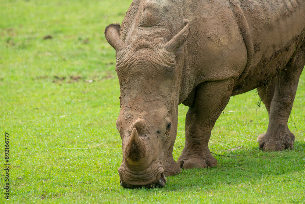 Fototapeta premium Southern White Rhino or Rhinoceros with oxpeckers in National Park