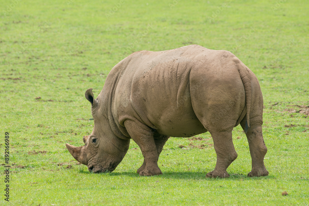 Southern White Rhino or Rhinoceros with oxpeckers in National Park Southern White Rhino or Rhinoceros with oxpeckers in National Park