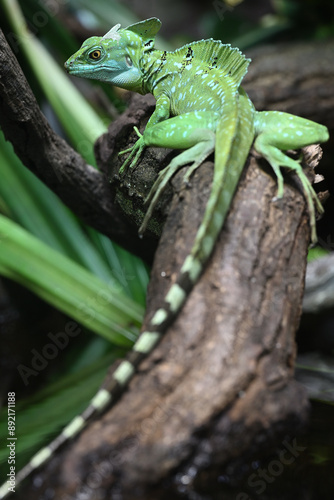 Green basilisk lizard animals zoo