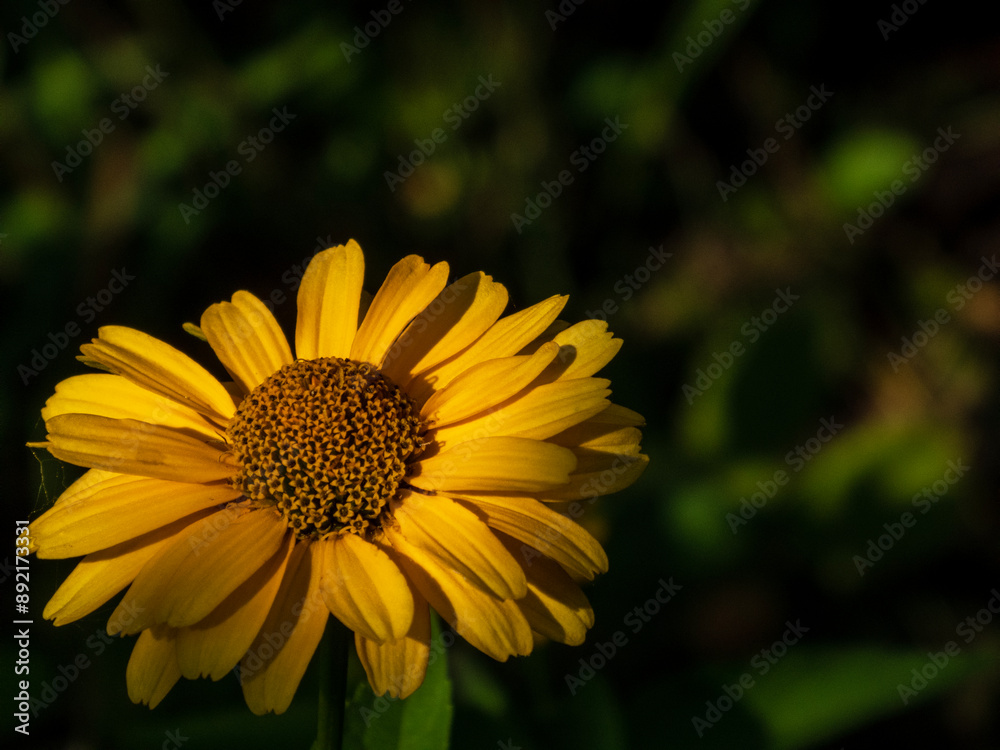 Closeup photo of a yellow heliopsis flower against a dark green background Closeup photo of a yellow heliopsis flower against a dark green background