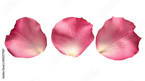 collection of pink rose petals on transparent background.