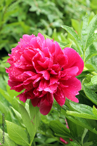 Fototapeta Naklejka Na Ścianę i Meble -  red peony blooms in the garden after summer rain