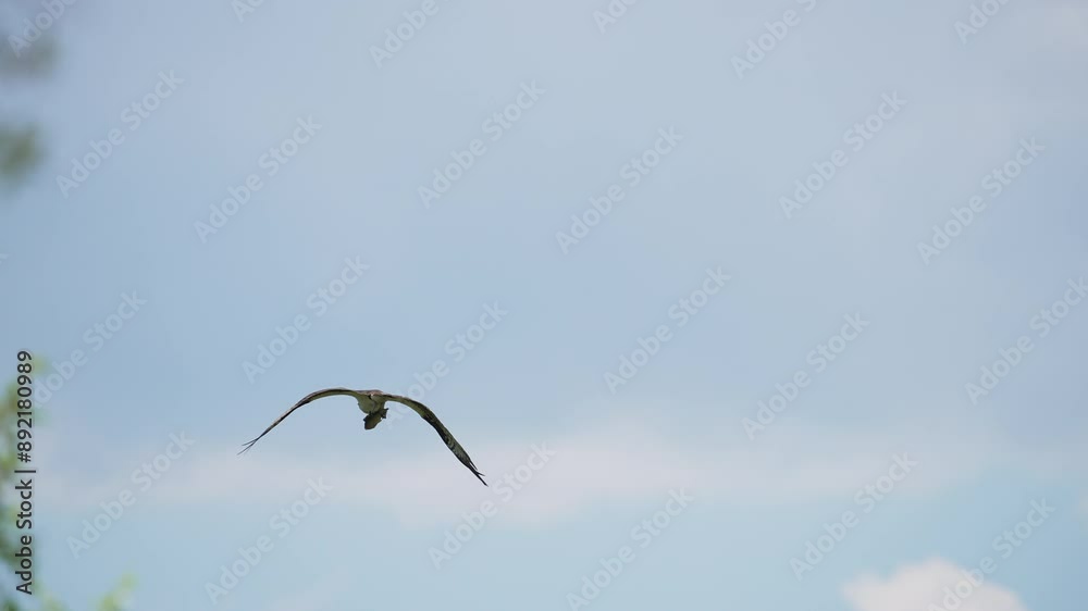 Osprey flying away holding a fish in its talons as if flaps in slow motion. Osprey flying away holding a fish in its talons as if flaps in slow motion.