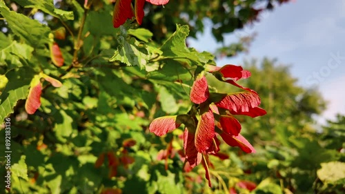 Red seeds of the Tatarian maple close-up, a beautiful decorative tree for urban parks, gardens photo