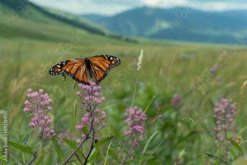 Monarch butterfly on milkweed plant, macro photography of an orange and black butterfly perched atop the pink flowers of tall slender purple foliage in its natural habitat, close-up of a single monarc photo