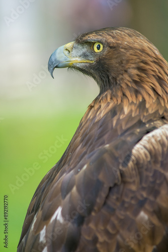 Golden Eagle (Aquila chrysaetos) portrait photo