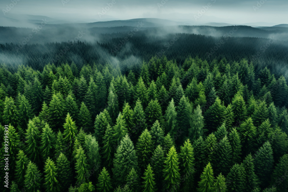 Aerial View of Dense Forest with Mist Aerial View of Dense Forest with Mist