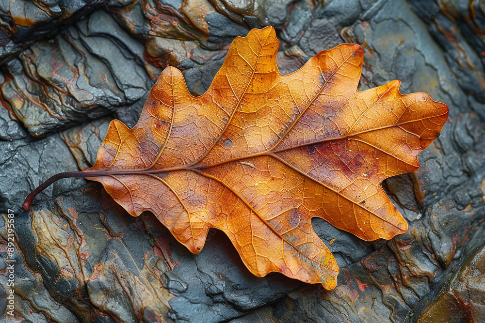 Autumn Oak Leaf on Rock