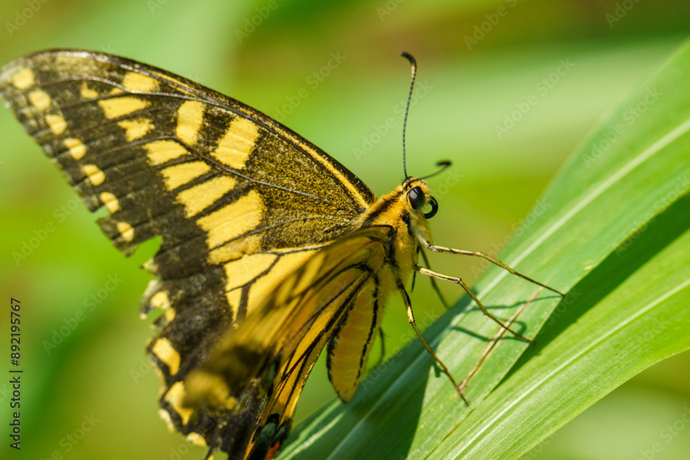 Obraz premium 葉にとまるキアゲハ