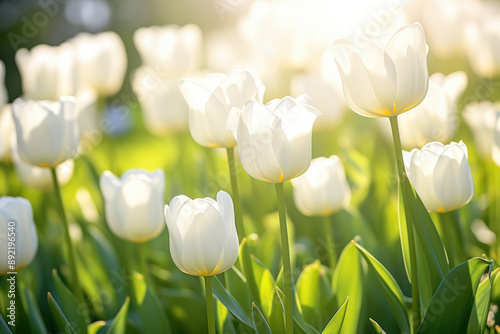 White Tulips in Bloom with a Blurred Garden Background