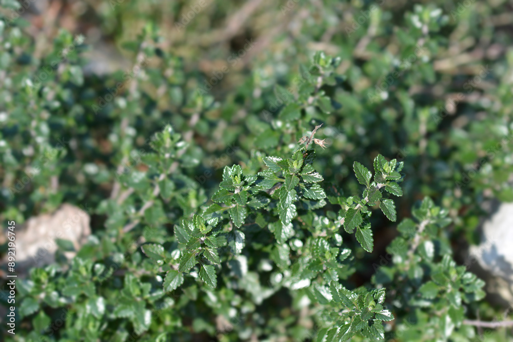 Hedge germander leaves Hedge germander leaves
