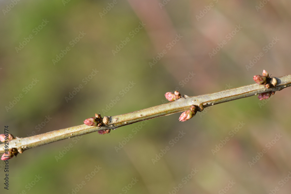 English redoul branch with buds English redoul branch with buds