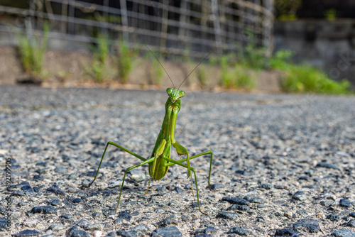 道路に立ちふさがるカマキリ