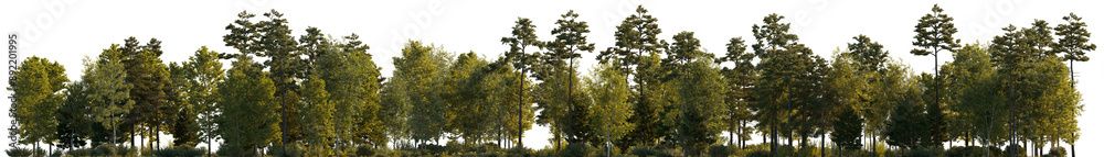 Frontal view Forest mixed trees (birch, sycamore platanus, spruce, pine, maple and other) isolated png on a transparent background perfectly cutout evening lighting Frontal view Forest mixed trees (birch, sycamore platanus, spruce, pine, maple and other) isolated png on a transparent background perfectly cutout evening lighting